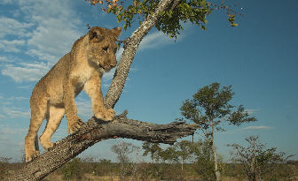 lion at hwange